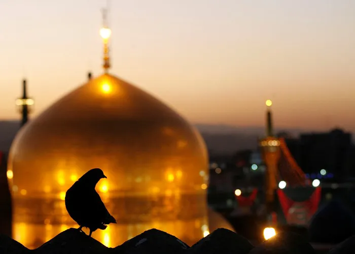 Topic of the Week - Volume 03 Issue 08